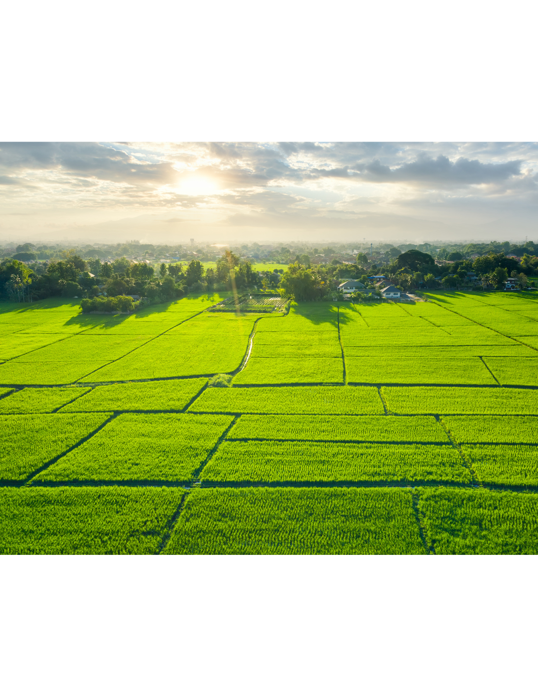 Open land